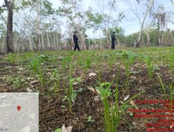 Konflik Lahan PTPN Way Berulu Harus Dihentikan