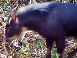 Penampakan Langka Kambing Hutan Sumatera di Kawasan Lindung Batutegi