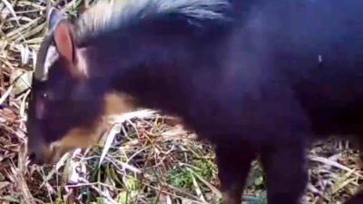 Penampakan Langka Kambing Hutan Sumatera di Kawasan Lindung Batutegi