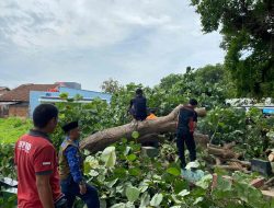 BPBD Bandar Lampung, Lakukan Pembersihan Pohon Tumbang