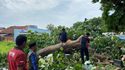BPBD Bandar Lampung, Lakukan Pembersihan Pohon Tumbang