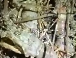 Di Duga Udang Lobster- Under Size 150 gr Bebas Di Perjual Belikan