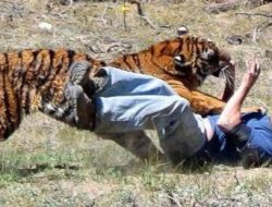 Seorang Warga Sumber Agung Dua, Lampung Barat Tewas Diterkam Harimau di Kebun Miliknya