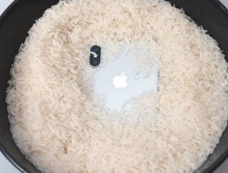 Bukan Karena Harga Beras, Apple Larang Rendam iPhone Basah di Dalam Beras