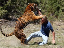 Harimau Kembali Serang Warga Suoh, Massa Jengkel hingga Bakar Kantor TNBBS
