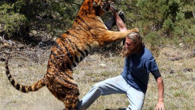 Harimau Kembali Serang Warga Suoh, Massa Jengkel hingga Bakar Kantor TNBBS