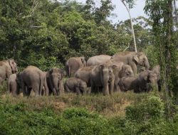 GPS Collar Gagal Cegah Kerusakan, Gajah Liar ‘Serang’ Area Wisata di Lambar