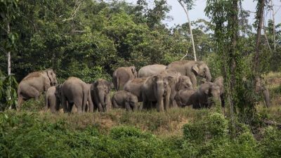GPS Collar Gagal Cegah Kerusakan, Gajah Liar ‘Serang’ Area Wisata di Lambar