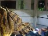 Pria Gempal Ditemukan Tewas di Gardu Pahoman Bandarlampung 
