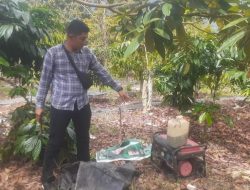 IRT di Lambar Tewas Tersengat Perangkap Babi Hutan