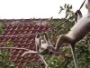 Invasi: Monyet-monyet Gunung Sulah Berburu Nastar Lebaran