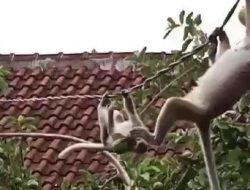 Invasi: Monyet-monyet Gunung Sulah Berburu Nastar Lebaran
