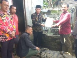 Buaya Muara Diserahkan ke BKSDA Usai Serang Warga di Semaka