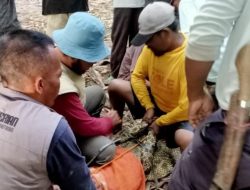 Tim Gabungan BKSDA dan Warga Tangkap Buaya Muara Pengganggu di Semaka