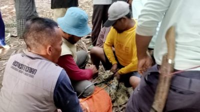 Tim Gabungan BKSDA dan Warga Tangkap Buaya Muara Pengganggu di Semaka