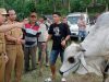 Bazar Hewan Qurban Dorong Ekonomi Peternakan Tanggamus