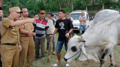 Bazar Hewan Qurban Dorong Ekonomi Peternakan Tanggamus