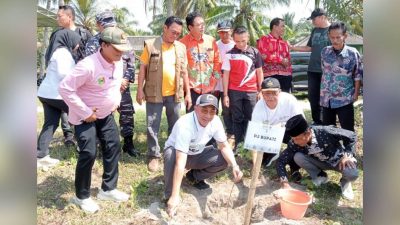 Cegah Abrasi, Tanggamus Tanam Ribuan Pohon Cemara