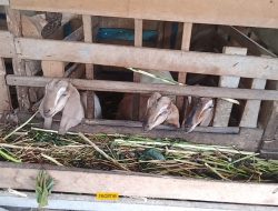 Program Nenemo di Marga Jaya Indah Disinyalir Jadi Ladang Bisnis Kepalo Tiyuh