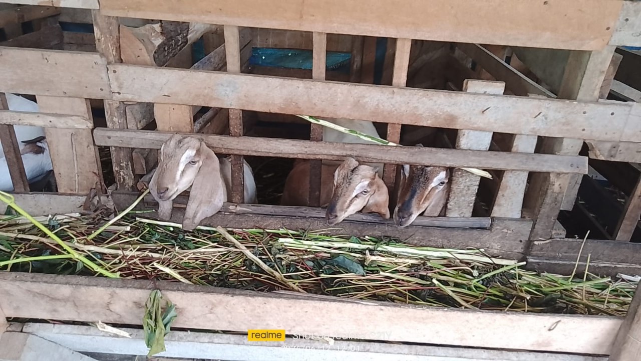Program Nenemo di Marga Jaya Indah Disinyalir Jadi Ladang Bisnis Kepalo Tiyuh