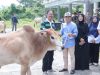 Agus Istiqlal Salurkan 20 Ekor Sapi Qurban untuk Masyarakat Pesisir Barat