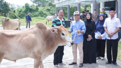 Agus Istiqlal Salurkan 20 Ekor Sapi Qurban untuk Masyarakat Pesisir Barat