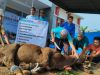 Drama Qurban di YPN Lampung: Sapi Kabur, Panitia Kejar-kejaran