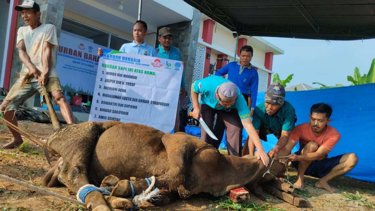 Drama Qurban di YPN Lampung: Sapi Kabur, Panitia Kejar-kejaran