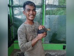 Maleo Terancam Punah, PLN Nusantara Power Bantu Pelestarian di Tangkoko