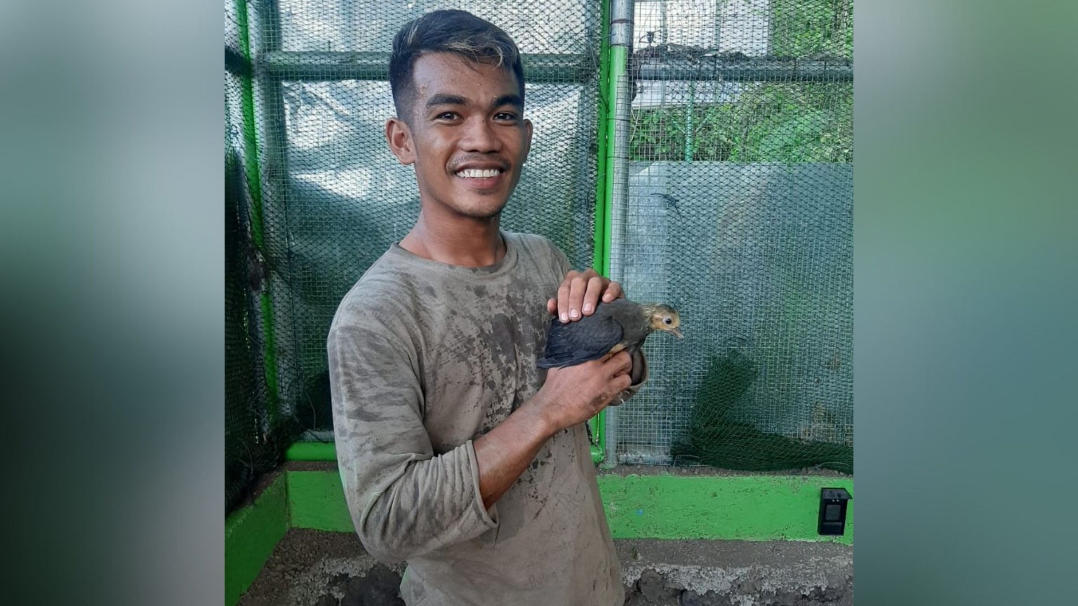 Maleo Terancam Punah, PLN Nusantara Power Bantu Pelestarian di Tangkoko