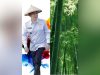 Surat Edaran Bupati: Warga Pringsewu Diminta Tanam Bambu