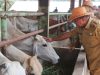 Samsudin Dorong Inovasi di UPTD Pembibitan Sapi Lampung