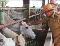 Samsudin Dorong Inovasi di UPTD Pembibitan Sapi Lampung