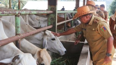 Samsudin Dorong Inovasi di UPTD Pembibitan Sapi Lampung