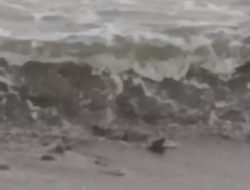 Lima Buaya Teror Pantai Penyandingan Kelumbayan, Polisi Imbau Warga Waspada