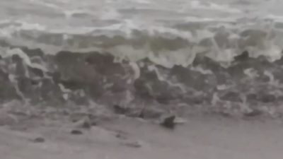 Lima Buaya Teror Pantai Penyandingan Kelumbayan, Polisi Imbau Warga Waspada