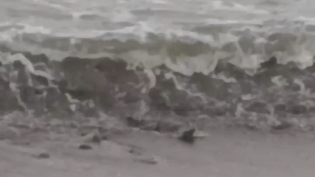 Lima Buaya Teror Pantai Penyandingan Kelumbayan, Polisi Imbau Warga Waspada