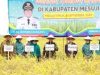 Pj Gubernur Samsudin & Maidawati Panen Raya Padi Musim Tanam Gadu di Mesuji