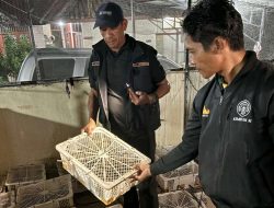 Petugas Gagalkan Penyelundupan Ribuan Burung di Bakauheni