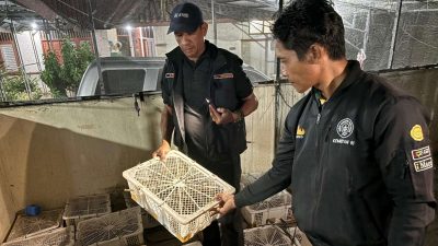 Petugas Gagalkan Penyelundupan Ribuan Burung di Bakauheni