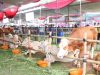 Lampung Siap Jadi Lumbung Ternak Nasional, Gubernur Dukung Penuh Kontes Sapi APPSI