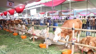 Lampung Siap Jadi Lumbung Ternak Nasional, Gubernur Dukung Penuh Kontes Sapi APPSI