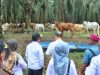 Pj Gubernur Dorong Modernisasi BIB Lampung, Targetkan Peningkatan Produksi Daging Sapi