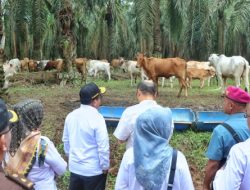 Pj Gubernur Dorong Modernisasi BIB Lampung, Targetkan Peningkatan Produksi Daging Sapi