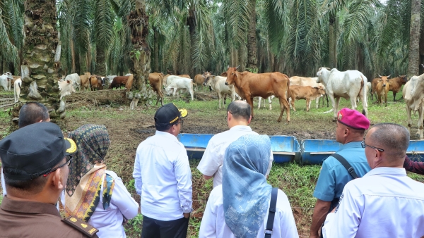 Pj Gubernur Dorong Modernisasi BIB Lampung, Targetkan Peningkatan Produksi Daging Sapi