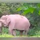 Gajah Masuk Kebun, PPWI Desak DPRD Lampung Timur Cari Solusi
