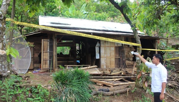 Tragedi Serangan Gajah Liar di Tanggamus, Satu Warga Tewas