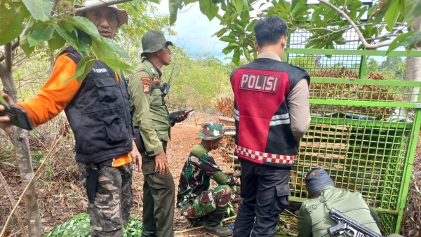 Pesisir Barat Siaga Hadapi Konflik Manusia-Harimau, Patroli Intensif Dilakukan