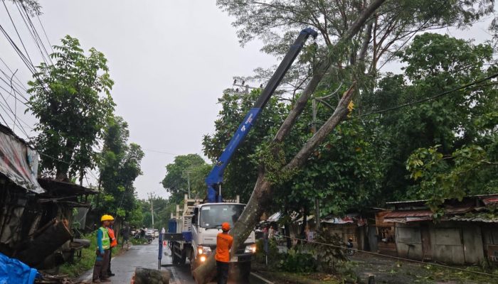 30 Menit Jalan Normal: Aksi Sigap TRC Atasi Pohon Tumbang di Bandar Lampung