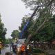 30 Menit Jalan Normal: Aksi Sigap TRC Atasi Pohon Tumbang di Bandar Lampung